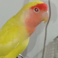 طوطی برزیلی جفت|پرنده|پردیس, فاز ۹|دیوار