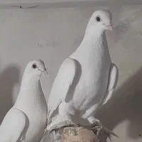 کفتر|پرنده|تبریز, |دیوار