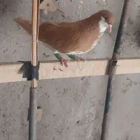 زردخوش رنگ ماده