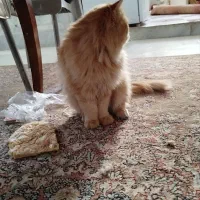 گربه پرشین|گربه|زاهدان, |دیوار