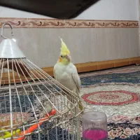 جوجه عروس هلندی|پرنده|تربت‌حیدریه, سرمحله|دیوار
