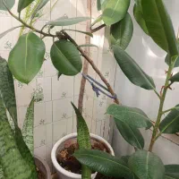 گل آپارتمانی  فیکوس|گل و گیاه طبیعی|شاهرود, |دیوار