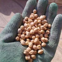 نخود دیم درجه 1