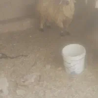بره|حیوانات مزرعه|قشم, |دیوار