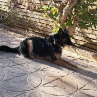 فروش سگ ژرمن مو کلاسیک به همراه..هدیه|سگ|کرمان, |دیوار