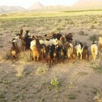 بز گیسه جوان درجه یک دورگه کردی شیری