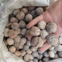 گردو لرستان