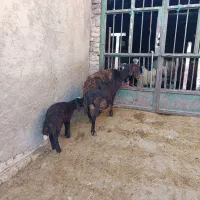 میش وبره|حیوانات مزرعه|بروجرد, |دیوار