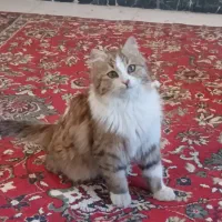 فروش گربه|گربه|اندیشه, اندیشه فاز ۱|دیوار