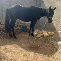 اسب ترکمن|اسب و تجهیزات اسبسواری|کوه چنار, |دیوار