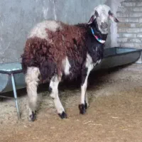 بره قوچ پلنگی.|حیوانات مزرعه|ملایر, |دیوار