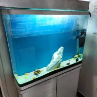 آکواریوم شیشه خم با لوازم کامل|ماهی|تهران, صاحب الزمان|دیوار