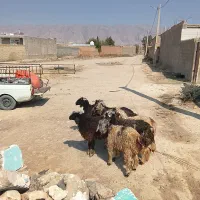 سلام بره نر و ماده کوهه قوچ بذری|حیوانات مزرعه|شیراز, آبیاری|دیوار