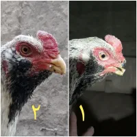 خروس لاری افغان ریش نسل