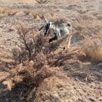 فروش چپش|حیوانات مزرعه|یاسوج, |دیوار