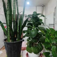 فروش گل|گل و گیاه طبیعی|دورود, |دیوار