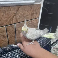 عروس هلندی ماده|پرنده|اندیمشک, |دیوار