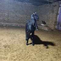 بزغاله گلابی|حیوانات مزرعه|بجنورد, |دیوار