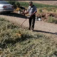 سر زنی پیاز با علف زن|خدمات باغبانی و درختکاری|شاهین دژ, |دیوار
