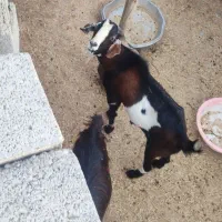 تعدادی گوسفند فروشی|حیوانات مزرعه|توکهور, |دیوار