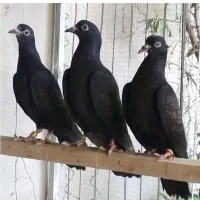 کبوتر سیاه رستاخیز تیپلر خارجی انگلیسی پاکستانی|پرنده|تهران, شهرک امام خمینی|دیوار