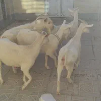 بزسانن خالص دورگ