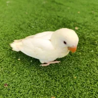 طوطی برزیلی دستی سرلاکی|پرنده|شیراز, دکتر حسابی|دیوار