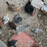 مرغ و خروس و جوجه کردی