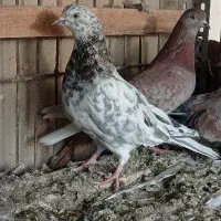 ماده سرور|پرنده|اشکذر, |دیوار