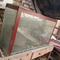 آکواریوم|ماهی|خرمشهر, |دیوار