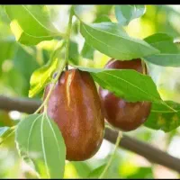 نهال عناب، اوکراینی، درخت میوه، گلخانه، نهالستان|خدمات باغبانی و درختکاری|مشهد, خواجه ربیع|دیوار