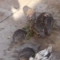 بلدرچین کوهی