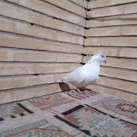 کفتر نر|پرنده|اصفهان, کوی امیریه|دیوار