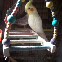 طوطی عروس هلندی و برزیلی|پرنده|محمدشهر, شهرک پیام (مهرالبرز)|دیوار