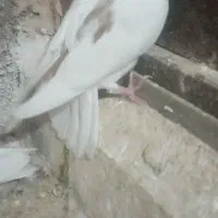 کبوتر|پرنده|سلامی, |دیوار