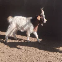 نر بز جوان چوش|حیوانات مزرعه|سیمین شهر, |دیوار