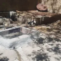 اردک ماده خروس