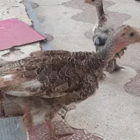 جوجه بوقلمون . جوجه برهما مشکی پاپر دوماهه
