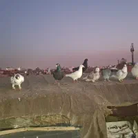 کفتربوم رنگه .المانی دورگ