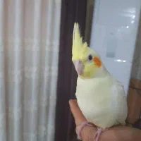 عروس هلندی|پرنده|دزفول, |دیوار