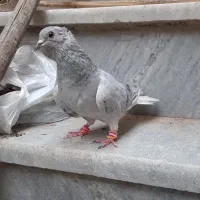 کبوتر رنگی درجه یک|پرنده|خرمشهر, |دیوار