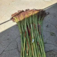 جارو