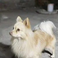 گمشده سگ پامر