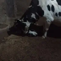 یک راس گاوتازه زاییده باگوساله ماده