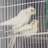 عروس هلندی جفت جوجه و ماده تکی  و سهره بخون|پرنده|مشهد, پورسینا|دیوار