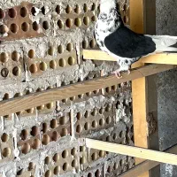 کبوتر دو کت سیاه کاکلی