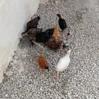جوجه محلی اصل اصل