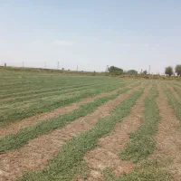 اجاره زمین ابی کشاورزی همدان فامنین