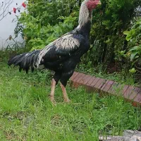 خروس لاری|حیوانات مزرعه|آمل, |دیوار