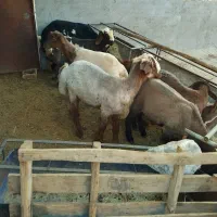 بره نر